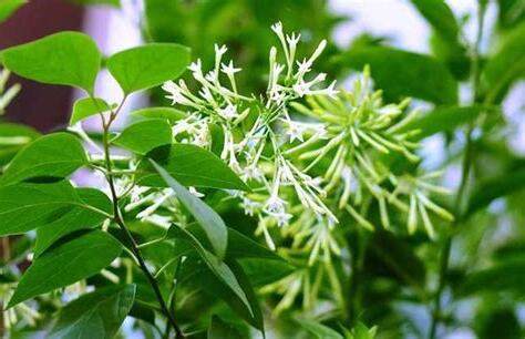 夜來香開花期