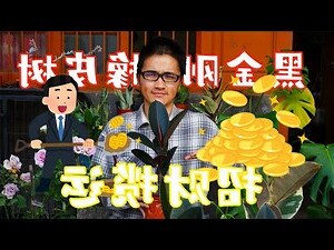 黑金刚树功效