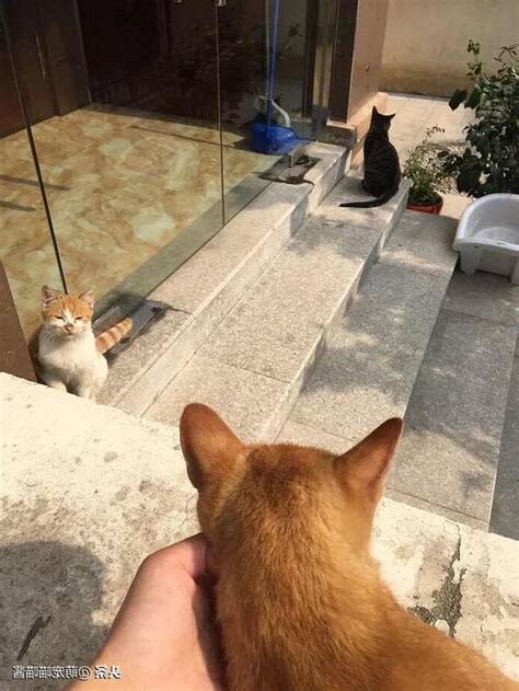 流浪貓死在家門口
