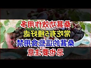 種桑椹禁忌