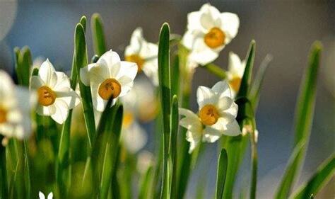 水仙花寓意