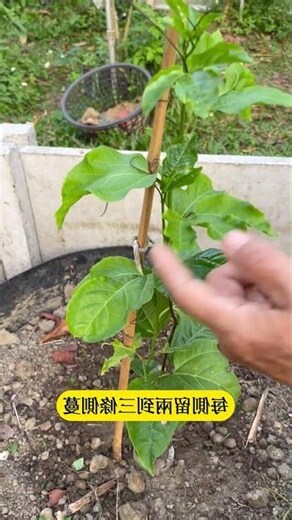 陽台種百香果風水