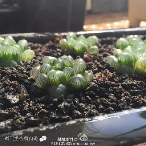 玉露變色