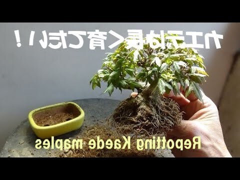 松柏樹種類