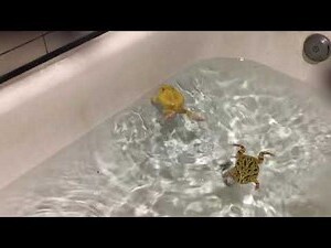 角蛙腹水治療