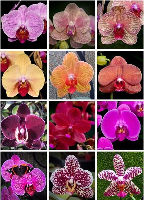 小蘭花品種