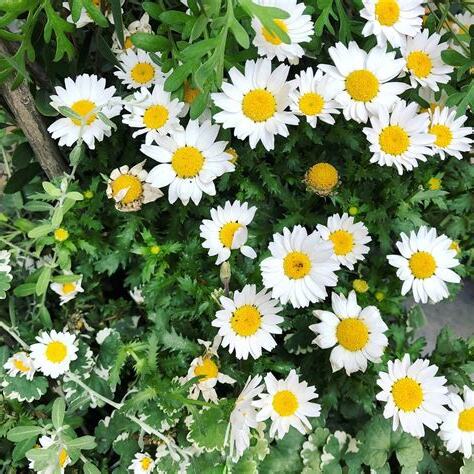 白色小雛菊花語