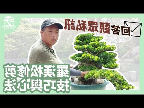 羅漢松修剪造型