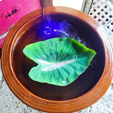 荷花養魚
