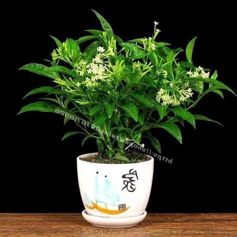 夜來香品種