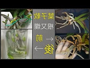 蝴蝶蘭葉子裂開
