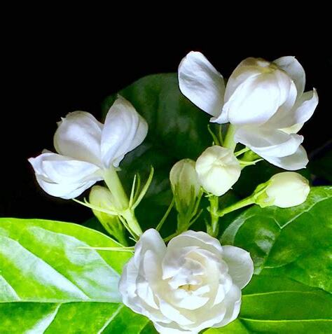 茉莉