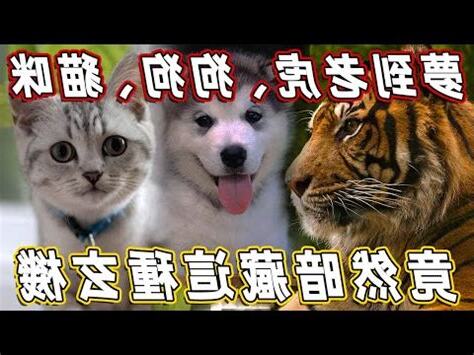 孕婦夢到老虎