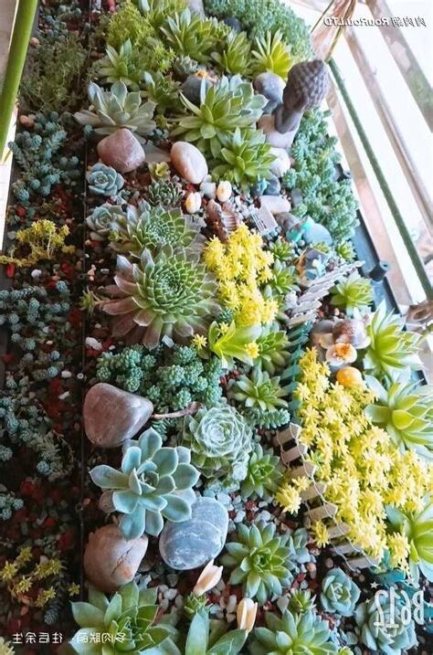 多肉植物風水陽台