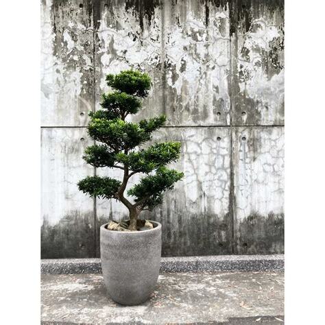 羅漢松放陽台