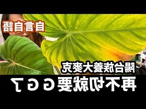 陽台植物推薦