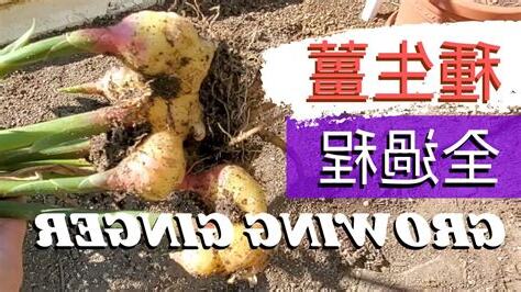薑發芽長毛