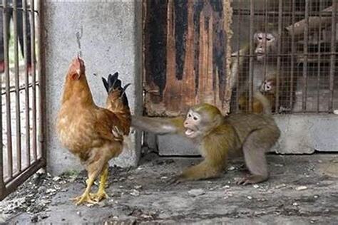 鸡猴
