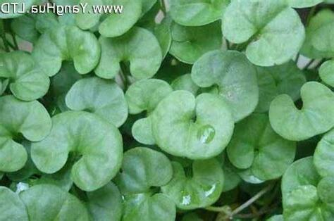 金錢草開花
