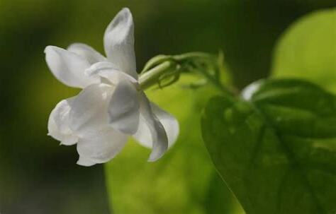 茉莉花喜歡陽光嗎