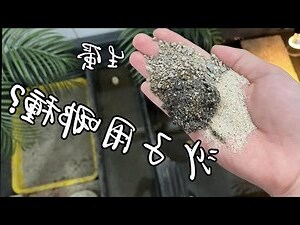 巴西龜生蛋環境