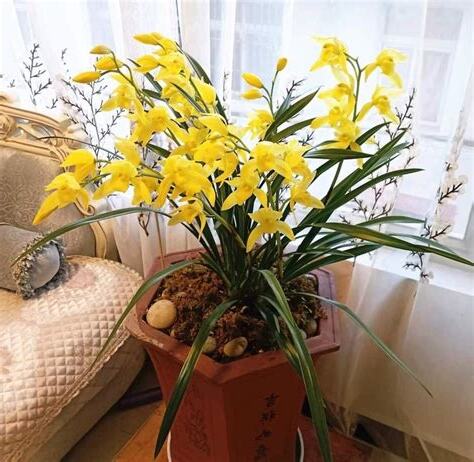 養蘭花