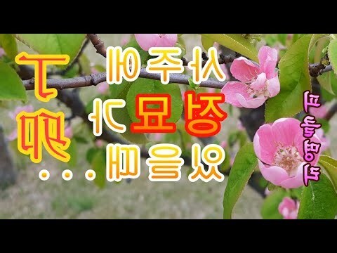 丁卯大運