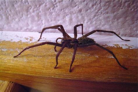 家裡出現蜘蛛代表什麼