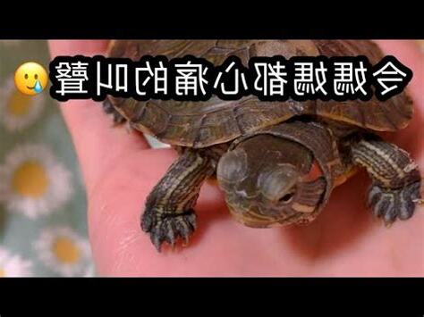 烏龜會笑嗎
