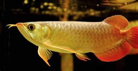 金龍魚價格