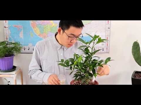 竹柏意義