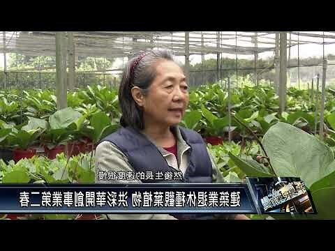 富貴樹開花