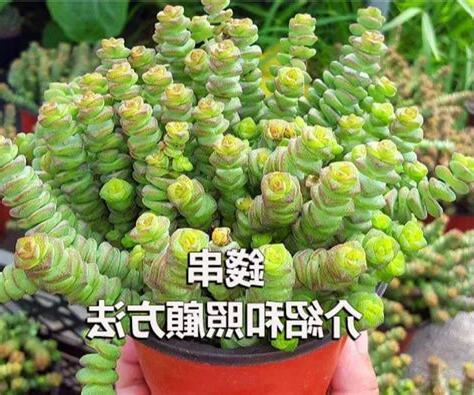 錢串多肉照顧