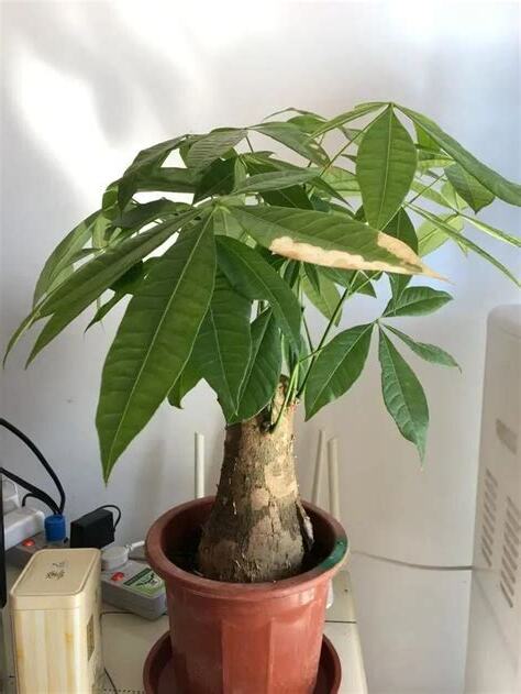 招財樹葉子變黃