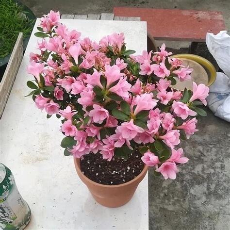 杜鵑花盆栽