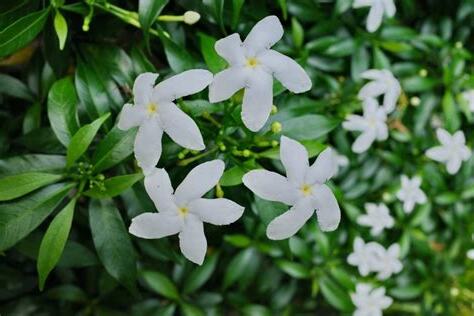 珍珠馬茶花