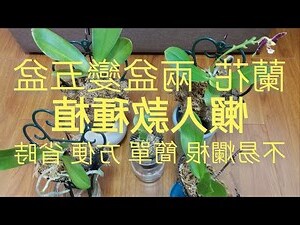 蘭花一株多少錢