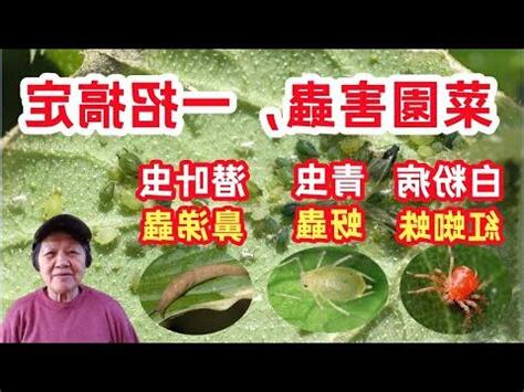 芙蓉菊蟲害
