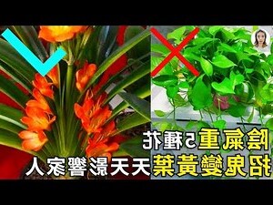 適合陰暗的植物