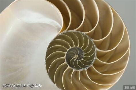 螺旋貝殼