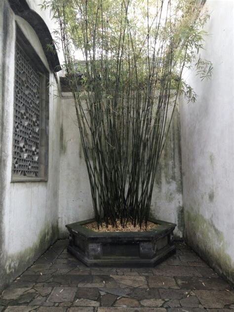 竹寓意