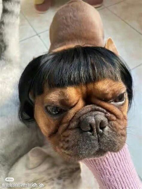 人狗合一