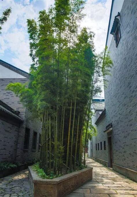 前院種什麼植物好