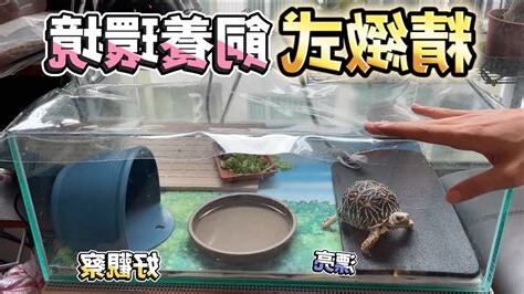 辦公室養烏龜
