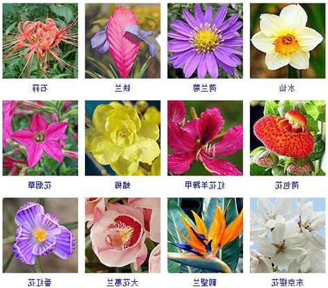 花卉大全