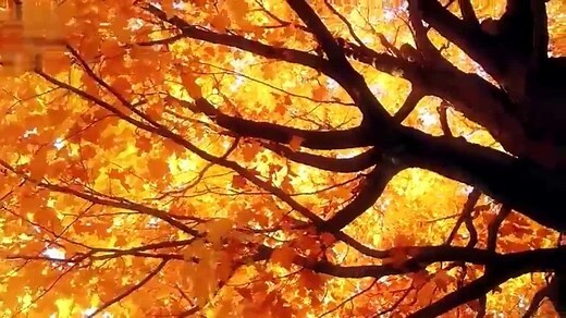 秋天代表物
