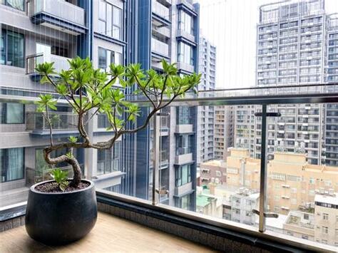 前陽台適合種什麼植物