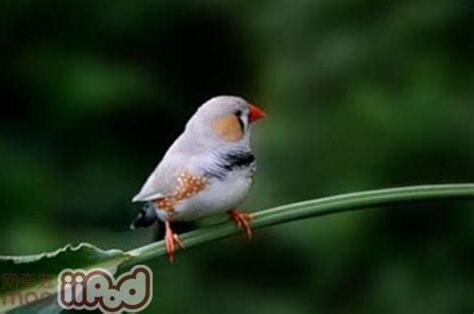 觀賞鳥