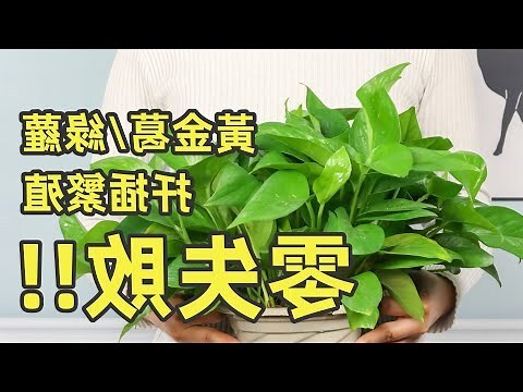 黃金葛種植