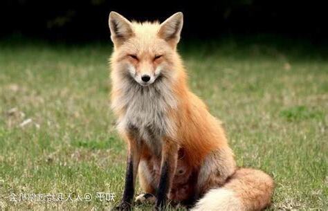 养狐狸